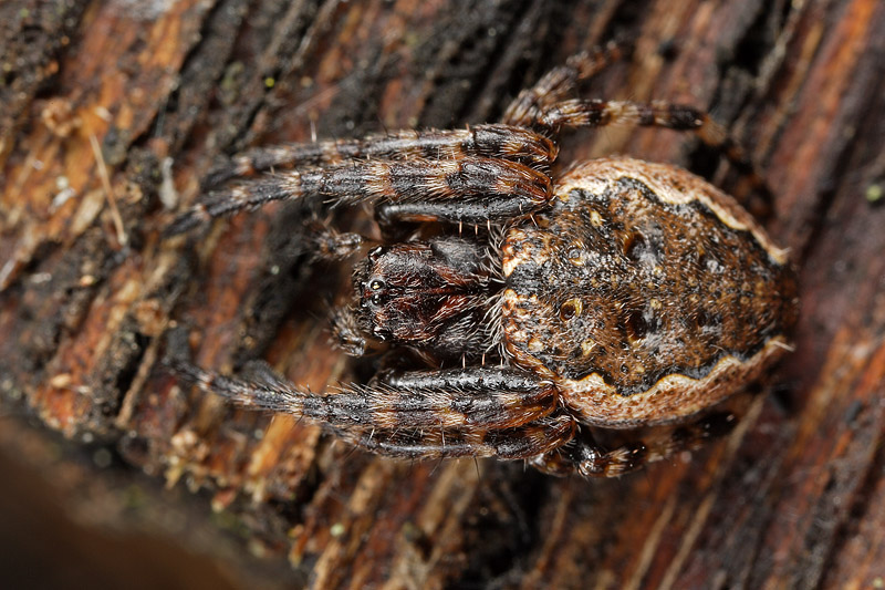 Marpissa muscosa e Nuctenea sp.